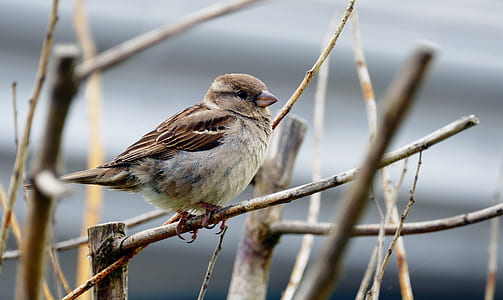 brown bird on tree branch during daytime thumbnail