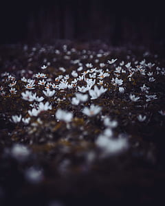 white petaled flower field during daytime thumbnail