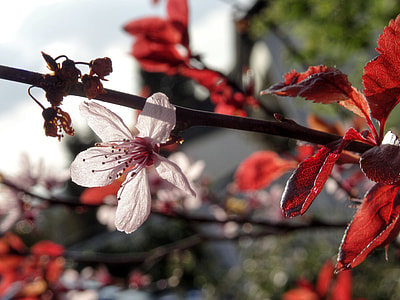 Almond Blossom, Almond Tree thumbnail