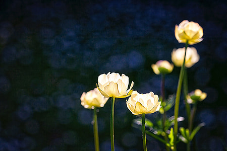 selective focus photography of white tulip flowers thumbnail