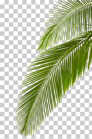 Arecaceae Leaf Stock photography Palm branch , Palm leaf, palm leaf photo PNG clipart