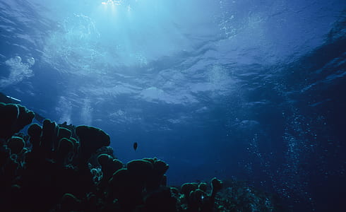 photo of underwater with coral reefs thumbnail