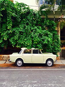 white sedan parked underneath tree thumbnail