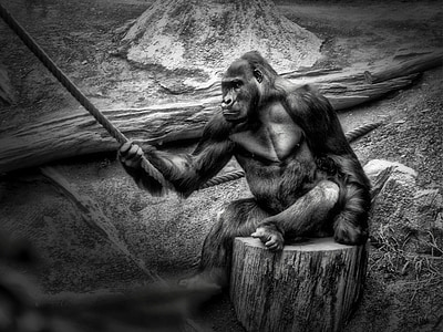 gorilla holding rope grayscale photography thumbnail