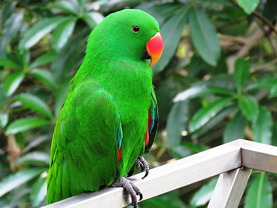 green and orange beaked parrot on white metal frame thumbnail