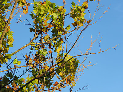 green leafed tree under clear blue sky thumbnail