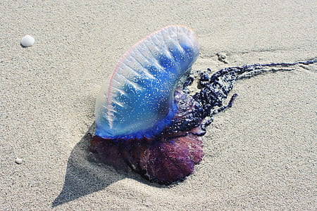 blue and black jellyfish on gray sand thumbnail
