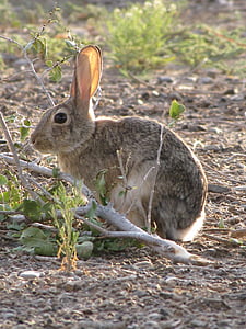 grey rabbit near tree branch thumbnail
