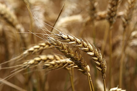 wheat tilt-shift lens photography thumbnail