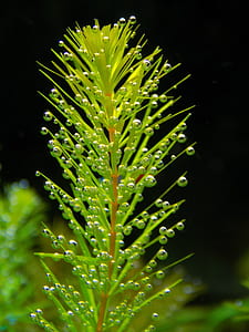 macro photography of green leaf with water dues thumbnail