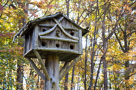 Bird house for community birds. thumbnail