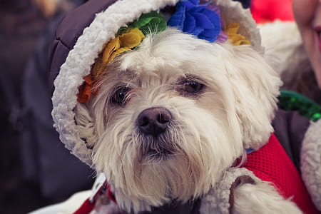 shallow focus photography of short-coated white dog thumbnail