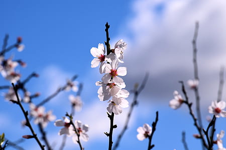 focus photography of white petaled flowers thumbnail