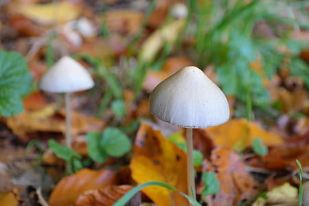 close-up photo of gray mushroom thumbnail