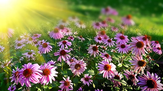 pink flower field during daytime thumbnail
