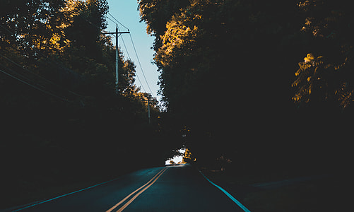 asphalt road between trees thumbnail