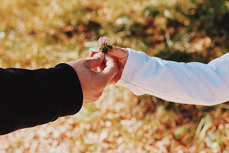 Two People Holding Pink Flowers thumbnail
