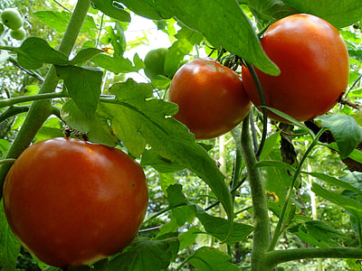 three tomatoes thumbnail