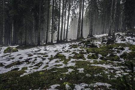 forest during daytime thumbnail