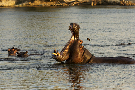 hippopotamus opening his mouth on water at daytime thumbnail