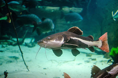 Red Tailed Catfish swimming in water -- Phractocephalus hemioliopterus thumbnail