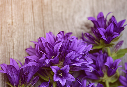 purple flowers plant thumbnail
