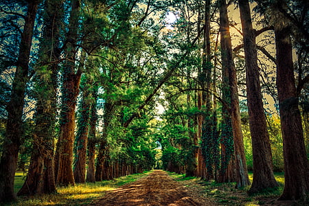 road between green trees during daytime photo thumbnail