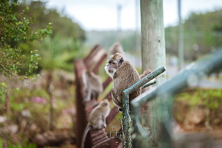 selective monkey on green metal fence thumbnail