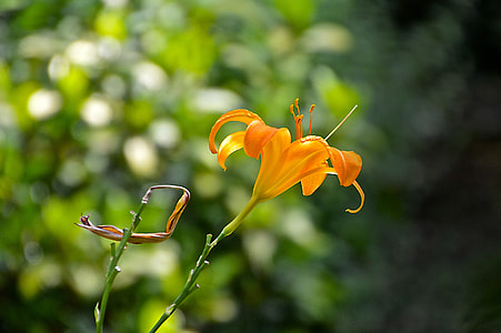orange flower thumbnail