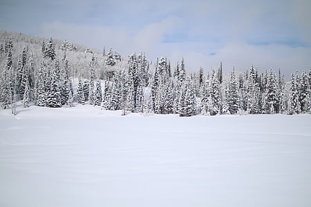 snow covered forest thumbnail