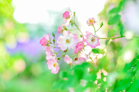 close-up photo of pink and white petaled flowers thumbnail