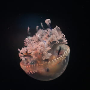 close-up photography of jellyfish thumbnail