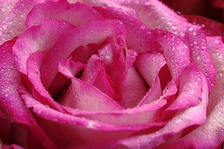 close up photo of pink rose with water dew thumbnail