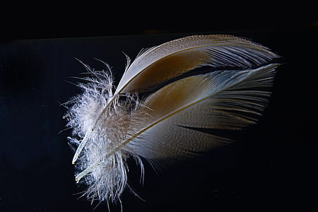macro photography of two white feathers thumbnail