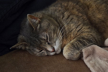brown tabby cat sleeps on rug thumbnail