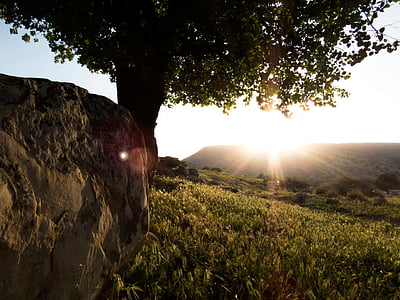 white rock beside green tree during daytime thumbnail