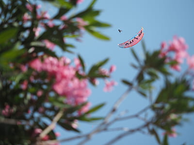 pink petaled flowers under blue sky thumbnail