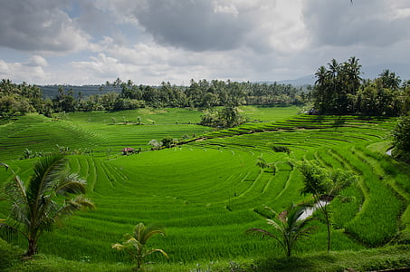 rice field under cloudy sky thumbnail