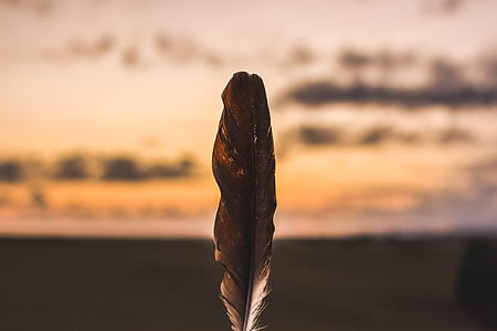 selective focus photo of brown feather thumbnail