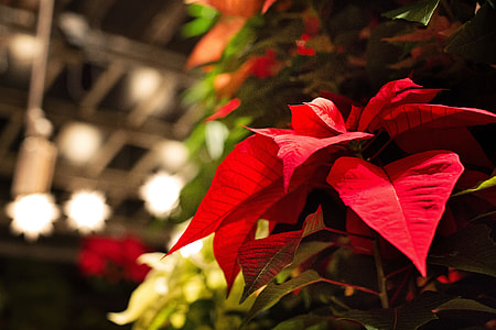 closeup photo of red poinsettia flower thumbnail