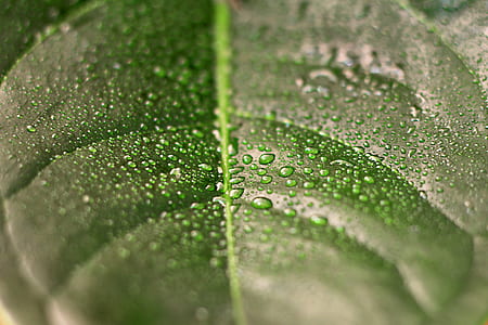 green leaf filled with water droplets thumbnail