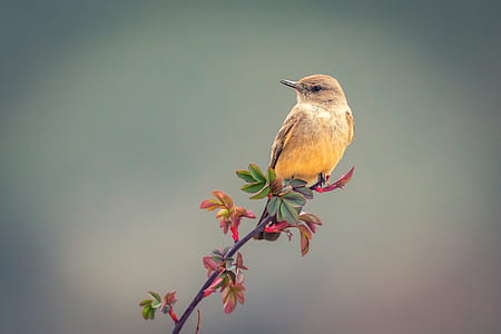 selective focus photography of short-beaked yellow bird on flower thumbnail