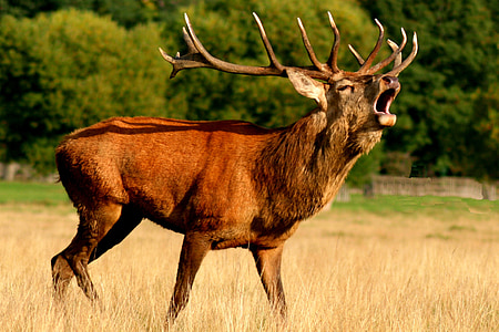 brown moose opening his mouth during daytime thumbnail
