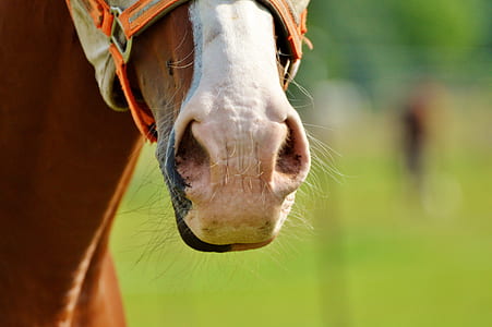selective focus photography of brown and white horse thumbnail