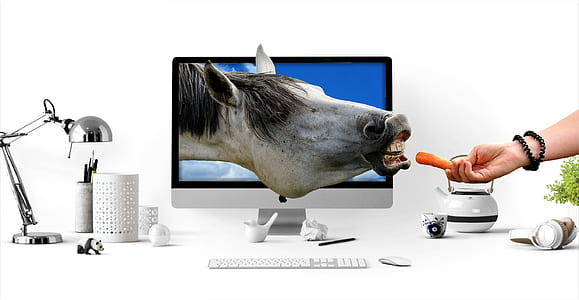 photo of gray horse head on computer thumbnail