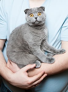 man carrying Russian blue cat thumbnail