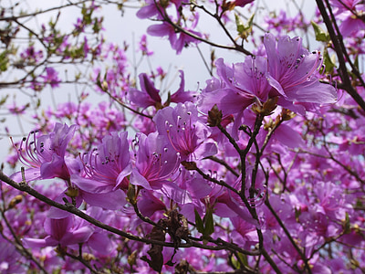 pink flowers thumbnail