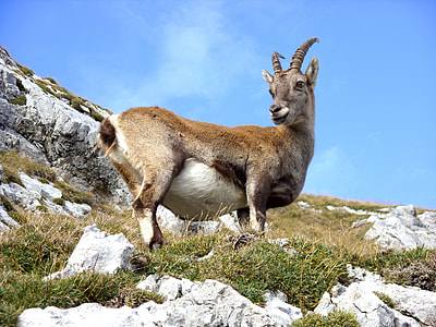 brown antelope on rocky mountain hill at day time thumbnail