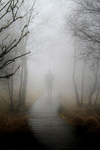 silhouette of man walking near trees with fog thumbnail