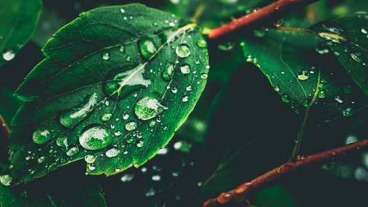 macro photography of dew of water on leaf thumbnail
